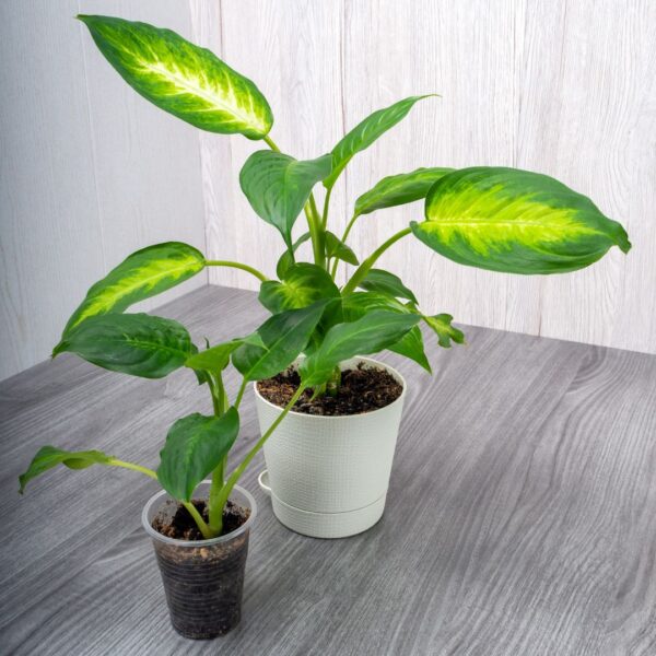 Dieffenbachia Camilla
