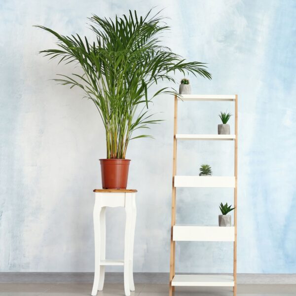 Areca Palm