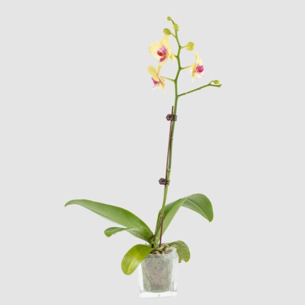 Phalaenopsis - Yellow Single Stem