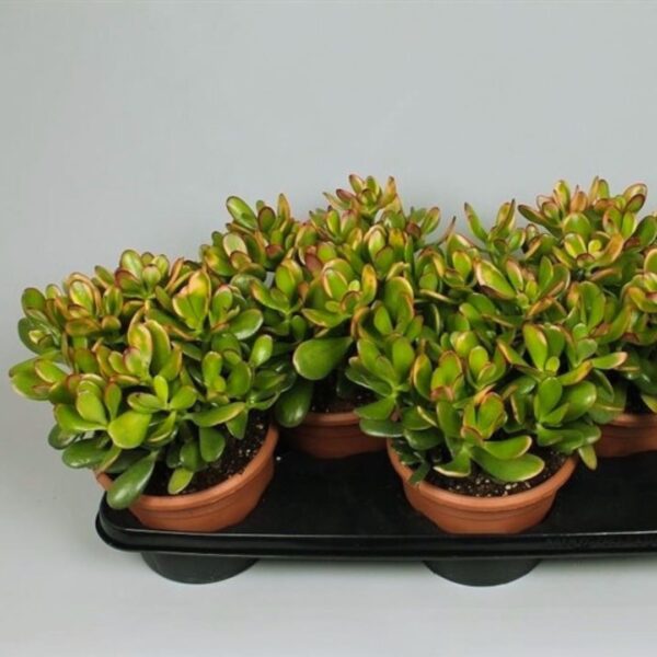 Crassula Sunset