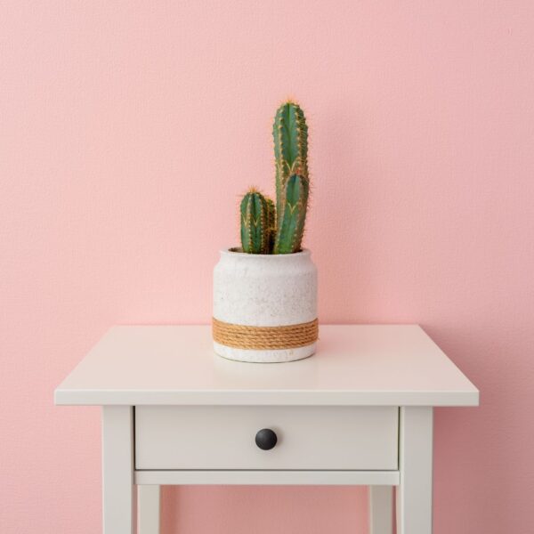 Cactus Cereus Paolina