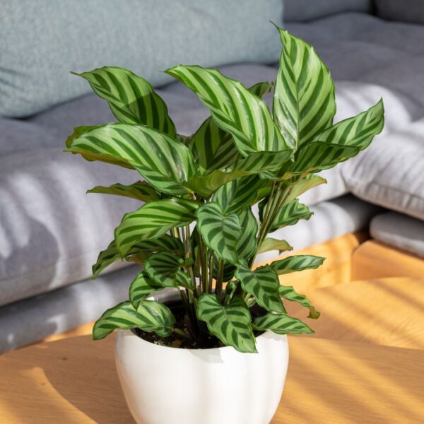 Calathea Freddy