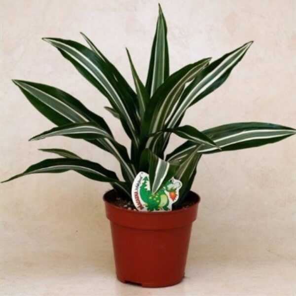 Dracaena Green White Head