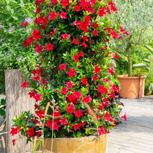 Mandevilla