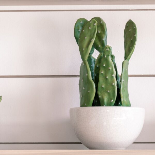 Opuntia
