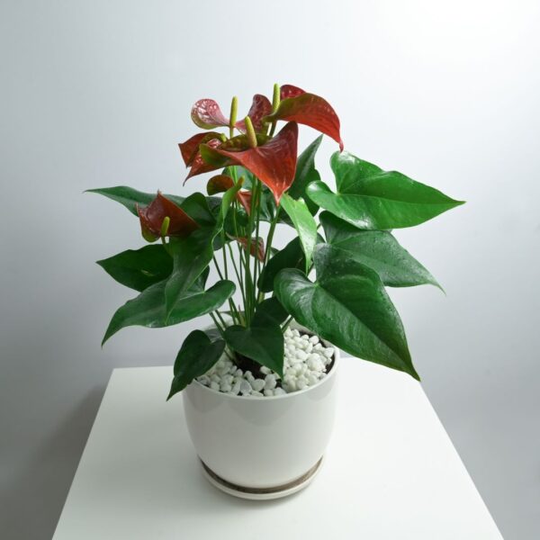 Anthurium Red Desktop