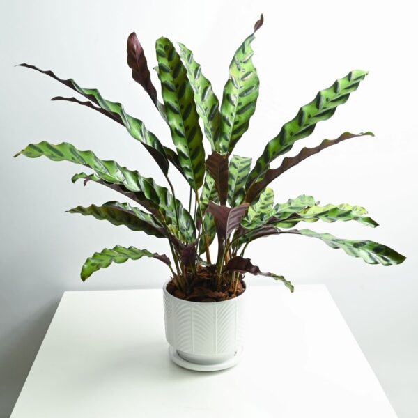 Rattle Snake Plant - Goeppertia insignis