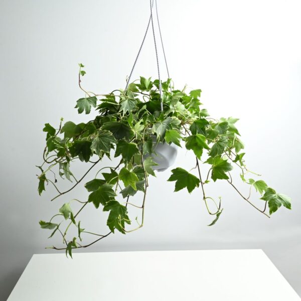 Hedera Ivy