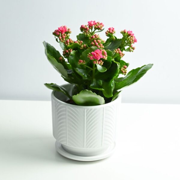 Kalanchoe