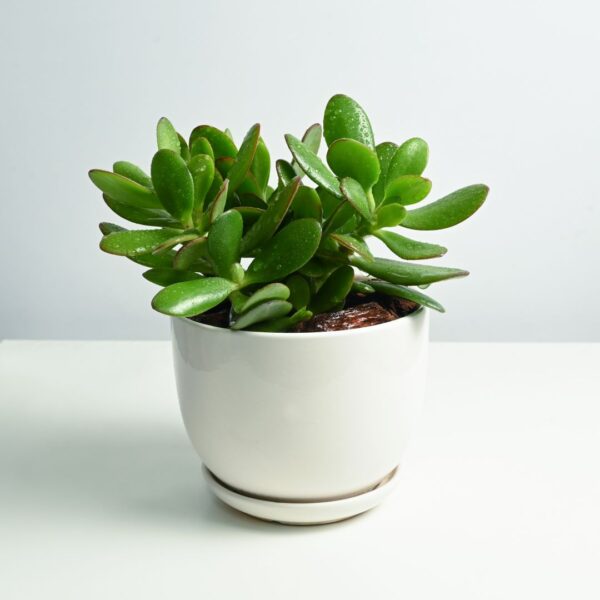 Mini Jade Plant