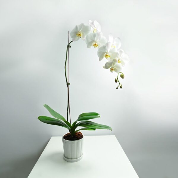 White Orchid Phalaenopsis - Single Desktop Plant