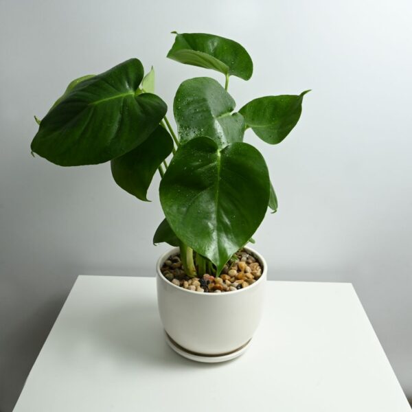 Philodendron Hederaceum