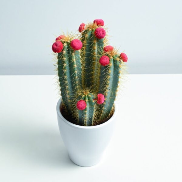 Blue Torch Cactus -Pilosocereus Pachycladus