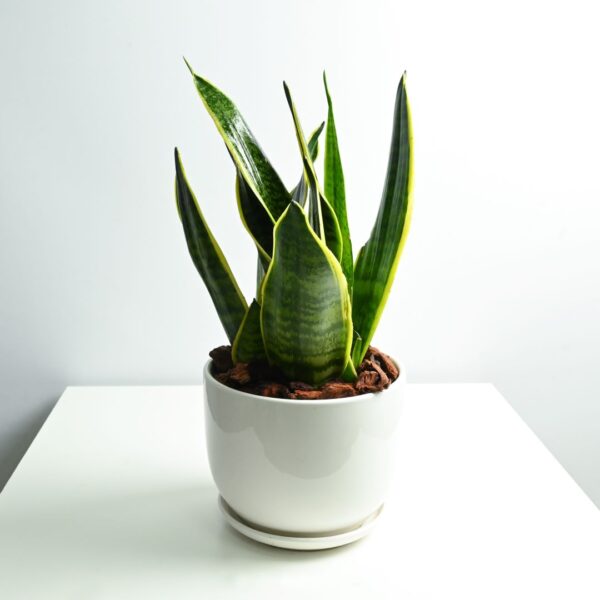 Dwarf Snake Plant - Sansevieria