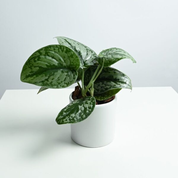 Satin Pothos