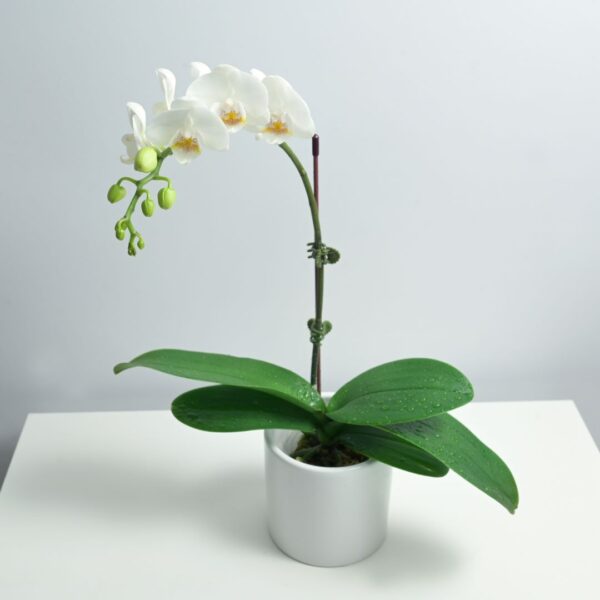 White Orchid (Phalaenopsis Dwarf Single)