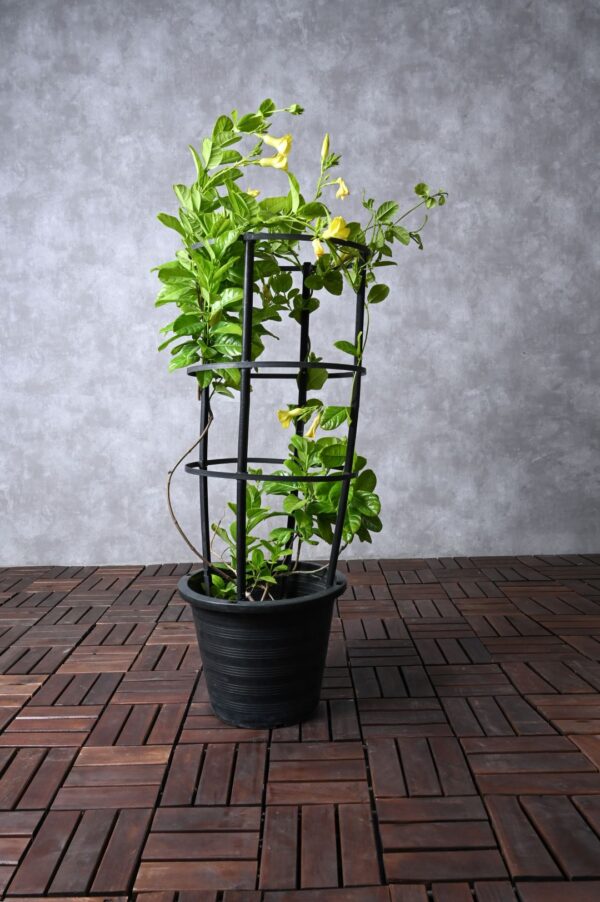 Allamanda Climber