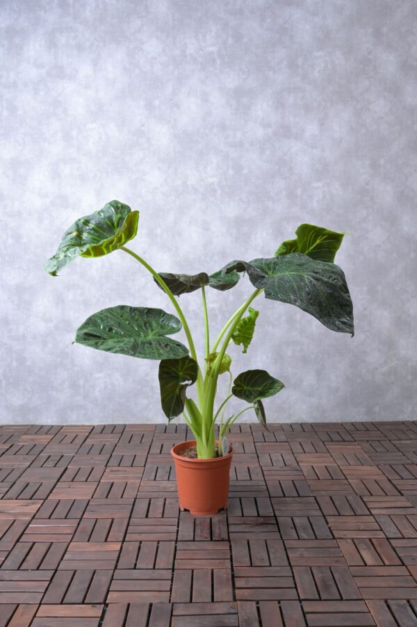 Alocasia Elephant Ear