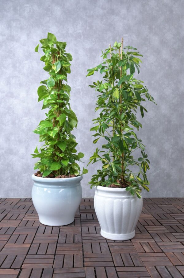 Beginner's Duo - Schefflera and Money Plant Duo