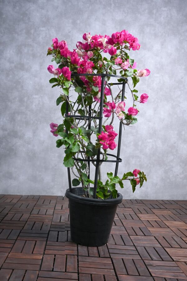 Bougainvillea Bi Color