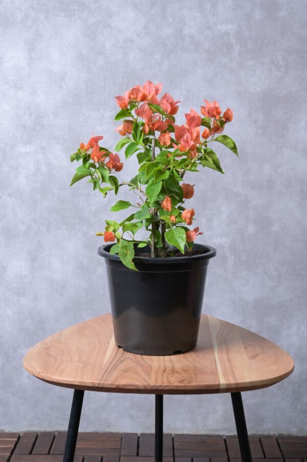 Bougainvillea Spectabilis
