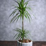 Dragon plant dracaena marginata