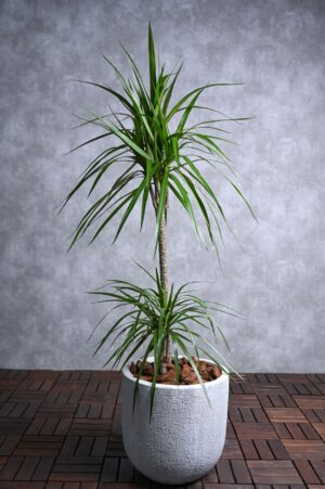 Dragon plant dracaena marginata