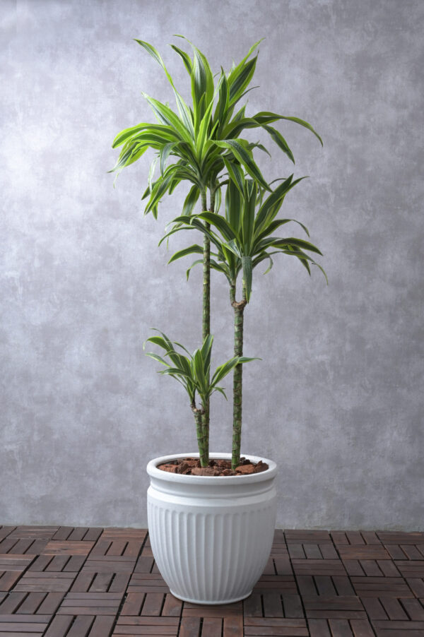 Dracaena Fragrans Ulysses 3PP