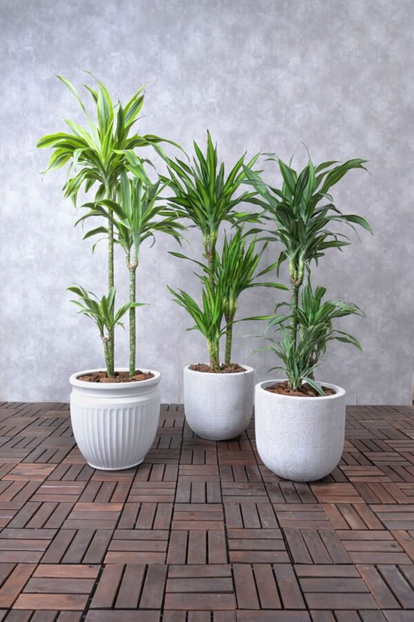 Dracaena Trifasciata Warneckii, Lemon Lime and Rikki