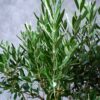 Olive Tree