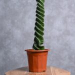 Buy Spiral cactus succulent online in UAE