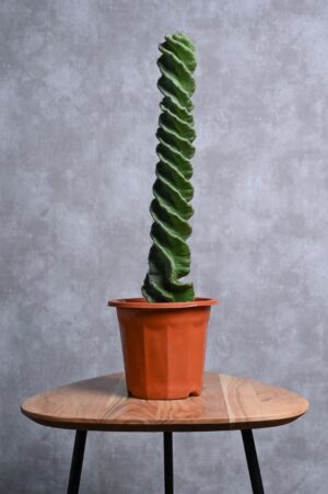 Buy Spiral cactus succulent online in UAE