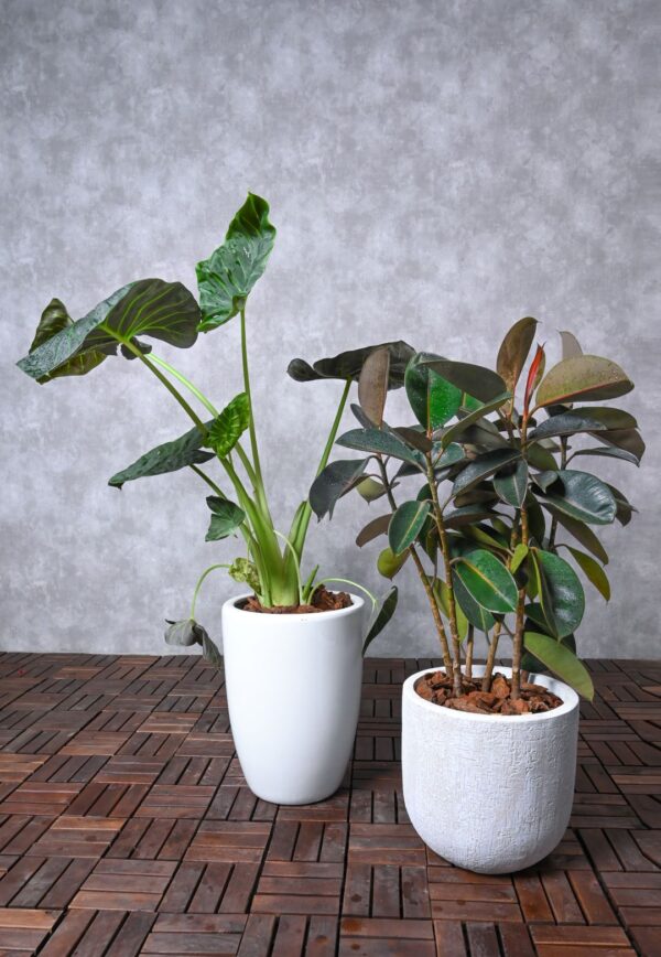 Alocasia and Rubber Plant Duo