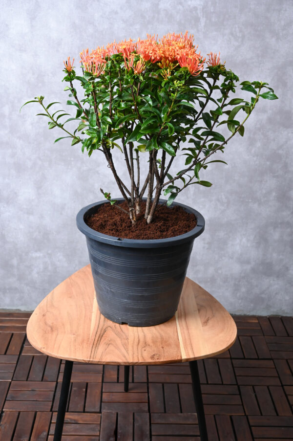 Ixora Chinensis
