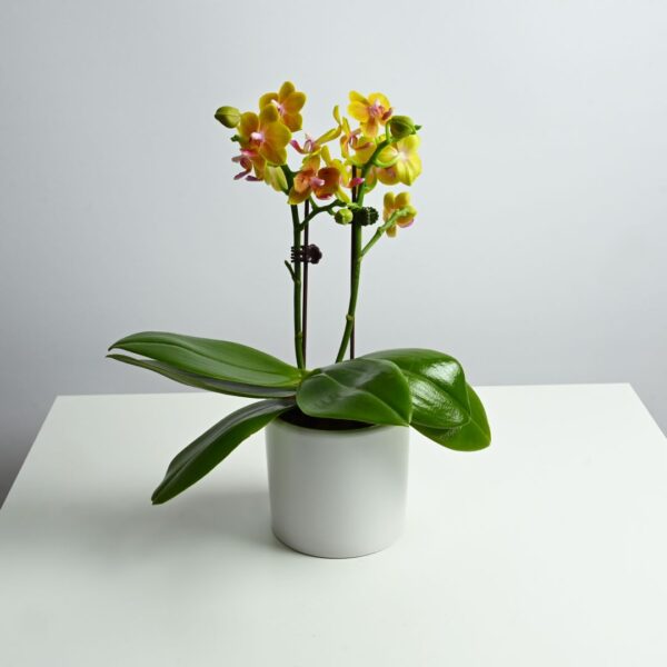 Orchid dwarf double - Tangerine