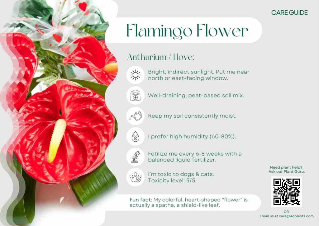Plant Care Plant Care