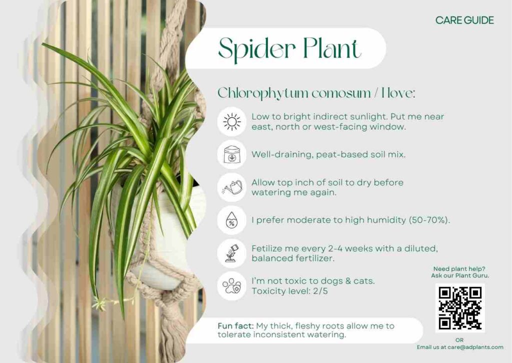 Plant Care Plant Care