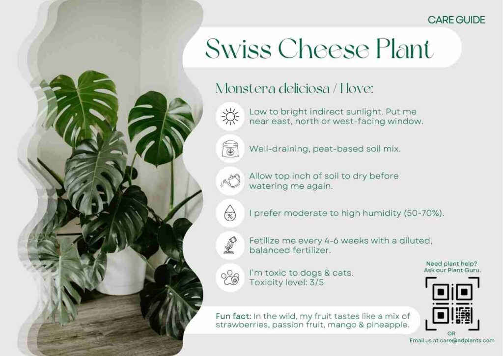 Plant Care Plant Care