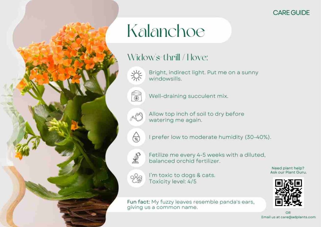 Plant Care Plant Care