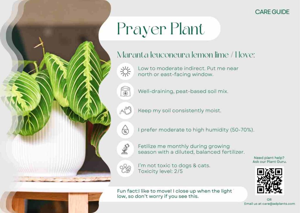 Plant Care Plant Care