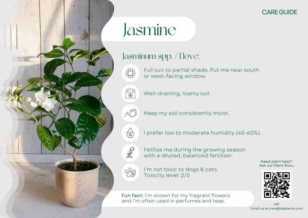 Plant Care Plant Care