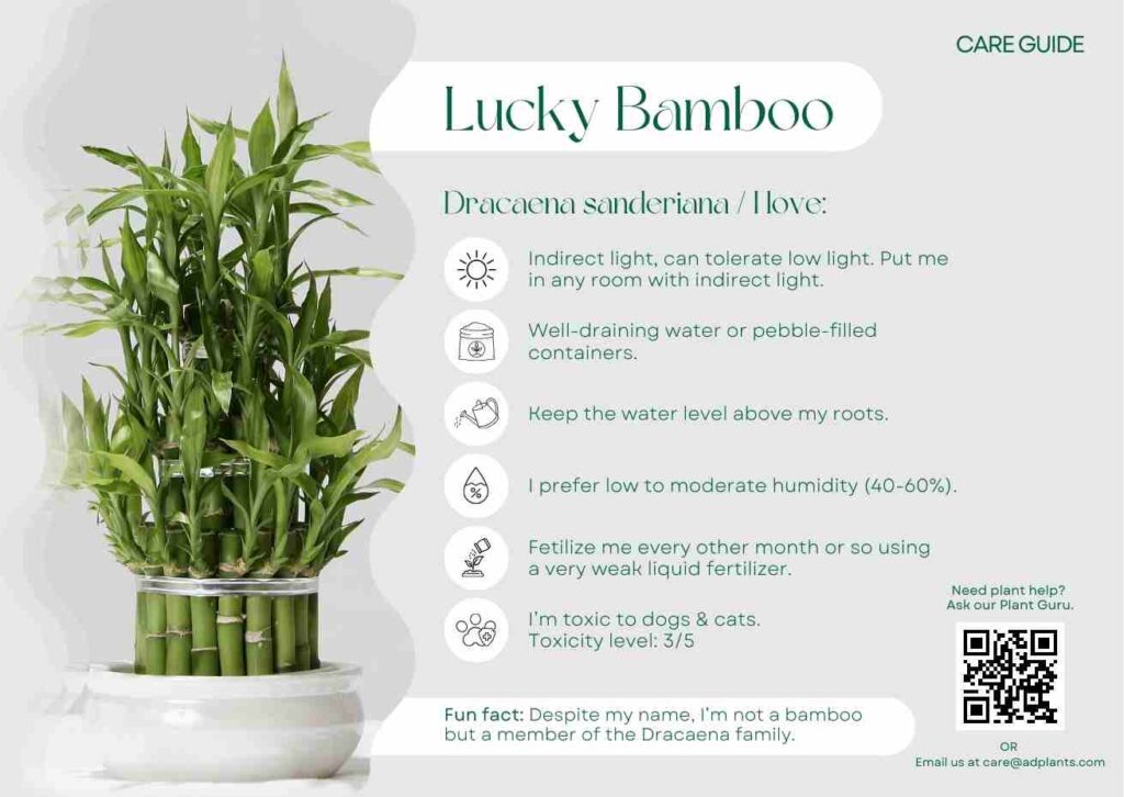 Plant Care Plant Care