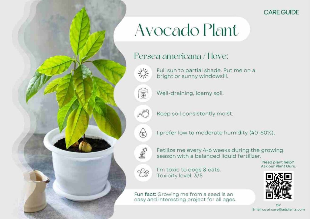 Plant Care Plant Care