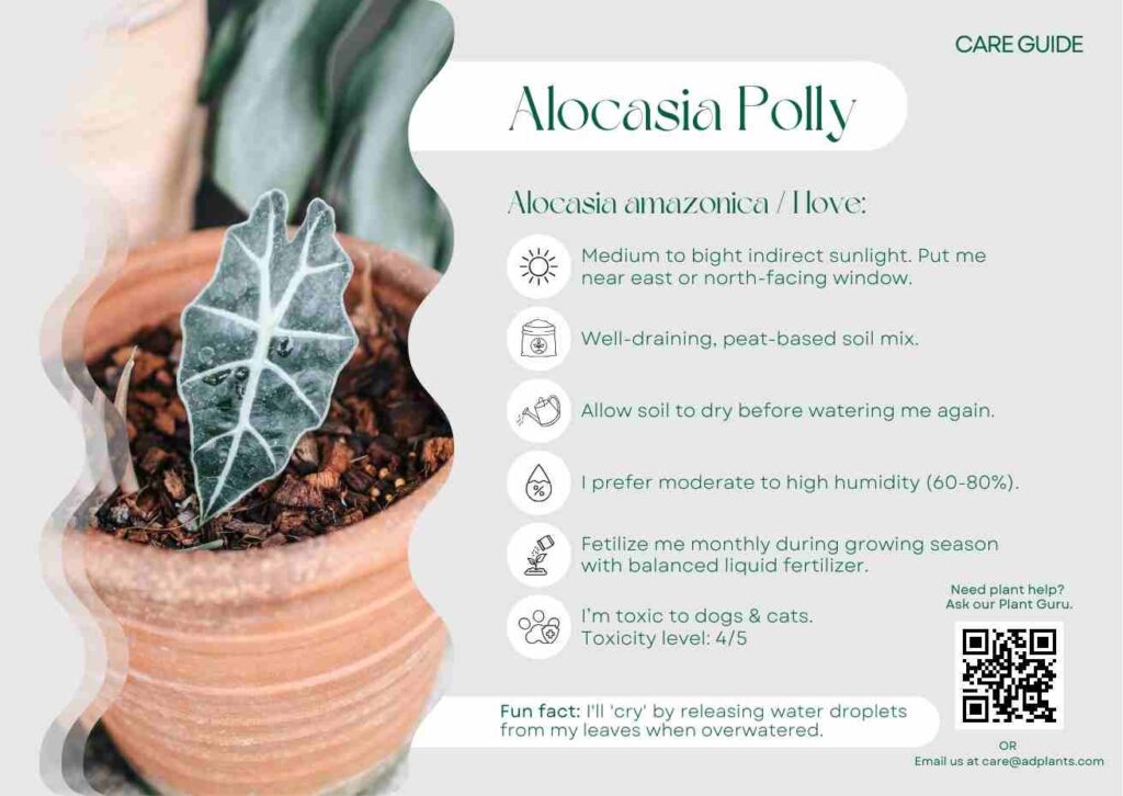 Plant Care Plant Care