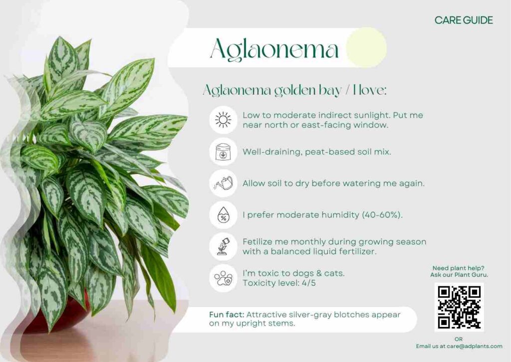 Plant Care Plant Care