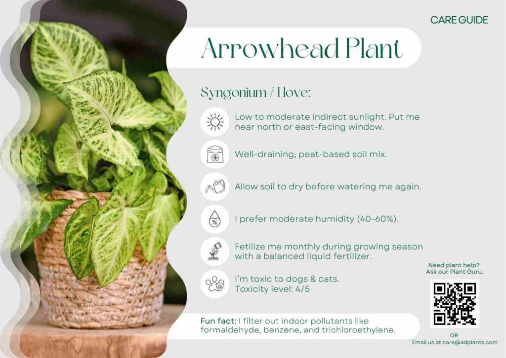 Plant Care Plant Care