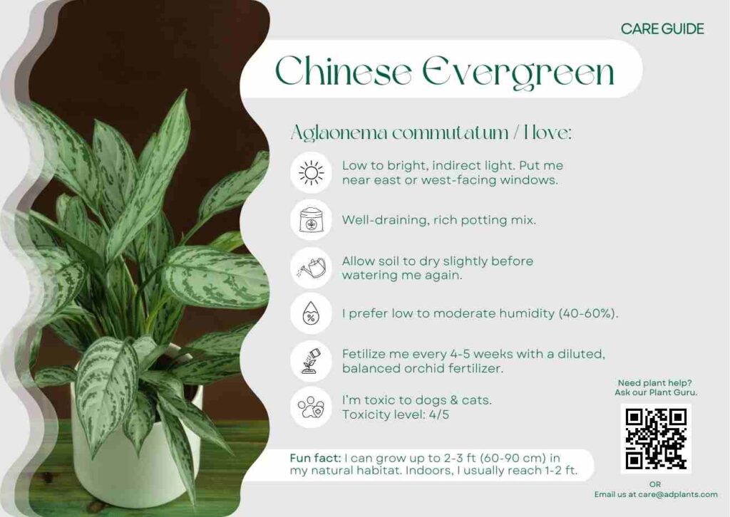 Plant Care Plant Care