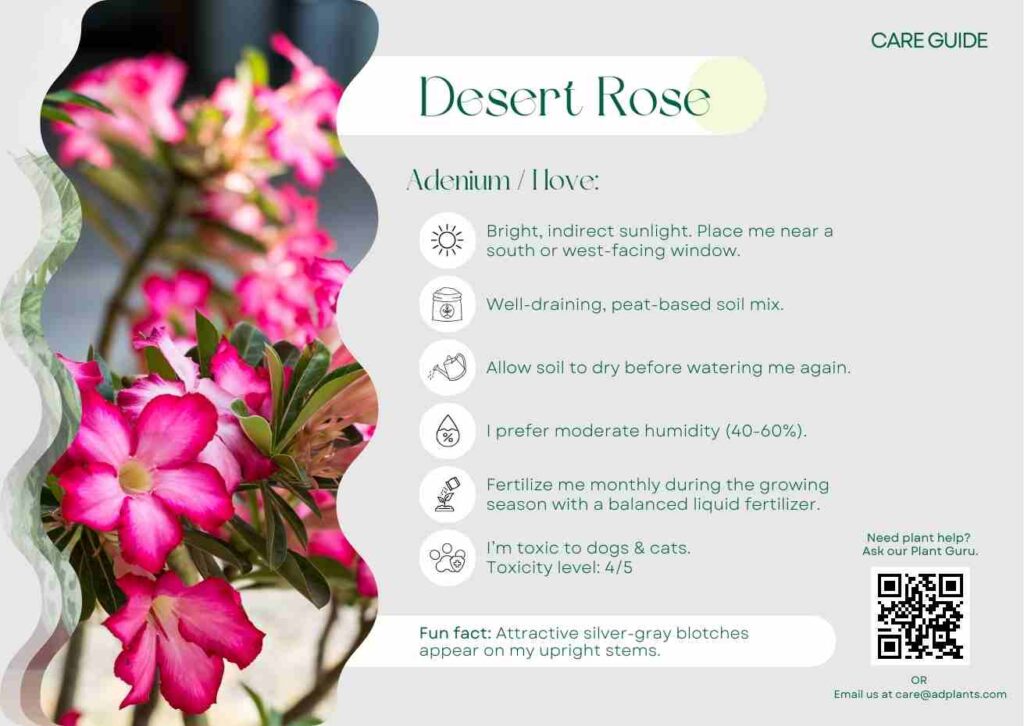 Plant Care Plant Care