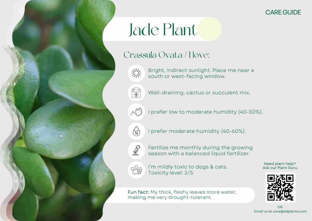 Plant Care Plant Care