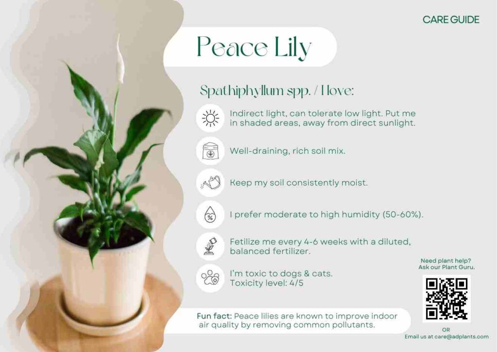 Plant Care Plant Care